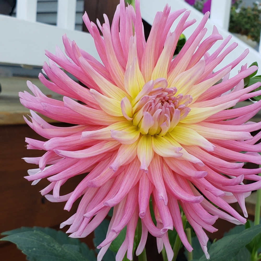 Meet your Posher, Dawn